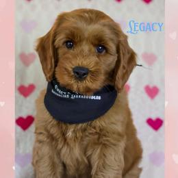 Legacy - Red male Australian Labradoodle puppy in Redding, California from Shasta Royal Monroe Puppies