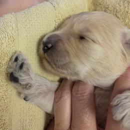Harlowe - Cream female Goldendoodle puppy in Vinton, Iowa from Doodles to Love