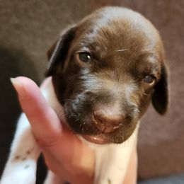 Girl 4 - female German Shorthaired Pointer puppy in Meriden, Kansas from Hull's GSPs