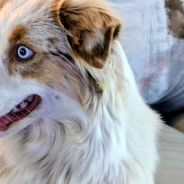 Sadie - Miniature Australian Shepherd