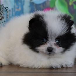 Oreo - Black parti male Pomeranian puppy in Fultonville, New York from Sandy Aussies & Pomeranians