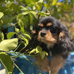 Cavalier King Charles Spaniel Puppies from Amore Cavaliers