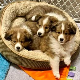 Shetland Sheepdog Puppies from Cheri Spangler's Shetland Sheepdogs