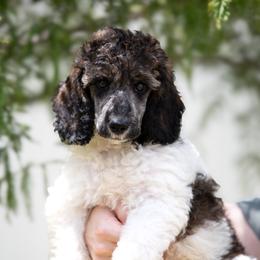 Sable Parti Male - Parti male Poodle puppy in Jacksonville, Florida from Lolo’s Aussiedoodle