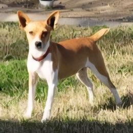 GUCCI - White and tan female Rat Terrier puppy in Ceres, California from Cal Val Rat Terriers