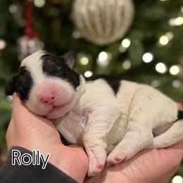 Boy 1 - Black and white male Sheepadoodle puppy in Danville, Indiana from Marley’s Doodle Ranch