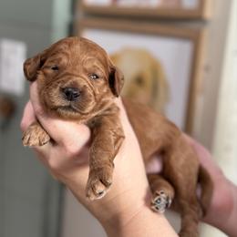 Sage - Red  female Goldendoodle puppy in Wharton, Texas from Little Fur Friends