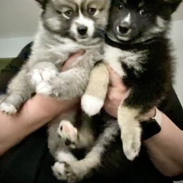 Pomsky Puppies from River Enz Pomskies