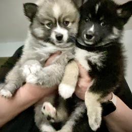 Pomsky Puppies from River Enz Pomskies
