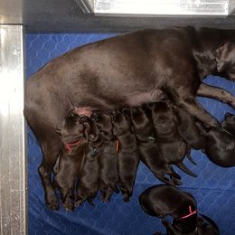 Labrador Retriever puppies from Da-Koda High Kennels