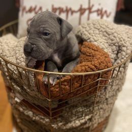 Blue Boy - Blue male Great Dane puppy in Kimball, Michigan from Starlight Danes