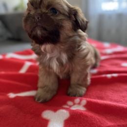 Shih Tzu Puppies from Butterfly Shih Tzu Pups