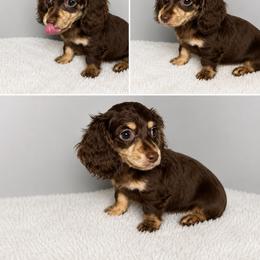 Dachshund puppies from Pretty Dachshunds 661