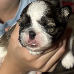 Boy 2 - Black gold and white male Shih Tzu puppy in Skipperville, Alabama from Nay Nay’s Babies