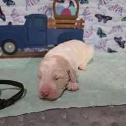 Dax - Parti male Labradoodle puppy in Weatherford, Texas from Oodles of poodles and doodles