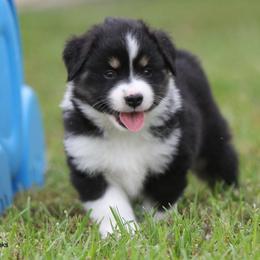 Miniature American Shepherd Puppies from Southern Star Miniature American Shepherds