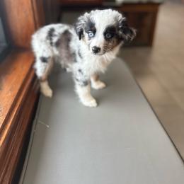 Cosmic crisp - Blue merle male Miniature Australian Shepherd puppy in Clarkesville, Georgia from North Georgia Gems