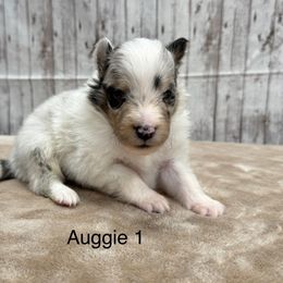Auggie - White blue merle and tan male Shetland Sheepdog puppy in Abilene, Texas from Double Dare Shelties