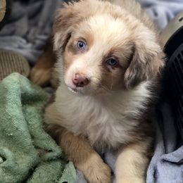 Destiny - Red merle female Australian Shepherd puppy in Albion, Michigan from Northern Lights Aussies (NL Aussies)