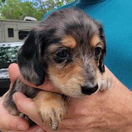 PATCHES - Dapple male Dachshund puppy in Paradise, Texas from C and J Minis