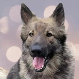 Asher - German Shepherd