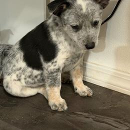 Angel wings boy - Blue male Australian Cattle Dog puppy in Kamiah, Idaho from Selway Australian Cattle Dogs