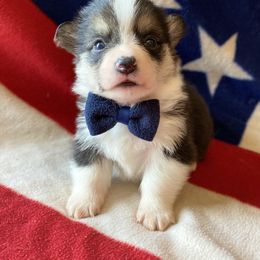 Pembroke Welsh Corgi Puppies from Cactus Corgis