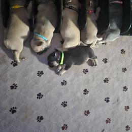 French Bulldog Puppies from Orderofthebulldogs, LLC