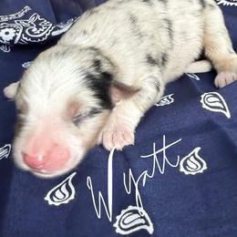 Wyatt Earp - Blue merle male Australian Shepherd puppy in Stanford, Kentucky from Red Feather Aussies