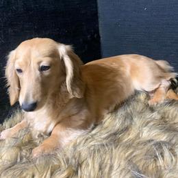Kandy Korn - Dachshund