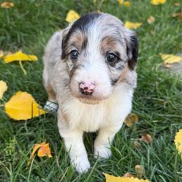 Biscotti - Blue merle female Aussiedoodle puppy in Heber City, Utah from Junipersdoodles