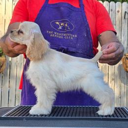 Aria - Buff female Cocker Spaniel puppy in Rialto, California from Arquivolta Kennel