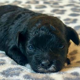 Male 1 - Black and white male Shichon puppy in Grand Rapids, Michigan from Great Lakes Teddy Bear Dogs