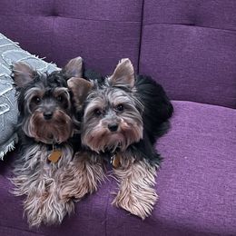 Yorkshire Terriers from Waggin Buddies Litter
