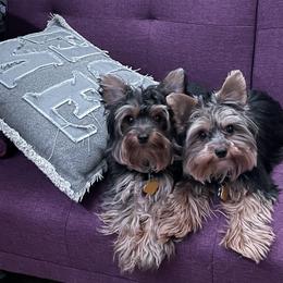 Yorkshire Terriers from Waggin Buddies Litter
