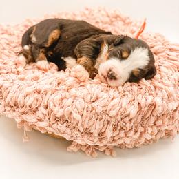 Sage - Black rust and white female Bernese Mountain Dog puppy in Hudson, Indiana from TurkeyCreek-K9