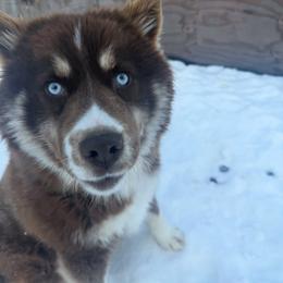 Maple - Red and white female Siberian Husky puppy in Solon Springs, Wisconsin from Werpstead Shorties