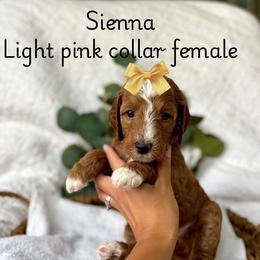 Girl 3 - Red  female Goldendoodle puppy in Chesapeake, Virginia from Buck's Pups