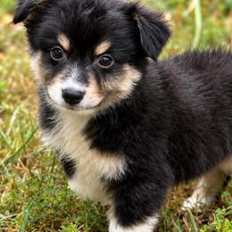 Churro - Black tri male Miniature American Shepherd puppy in Leitchfield, Kentucky from Legendmaker MAS