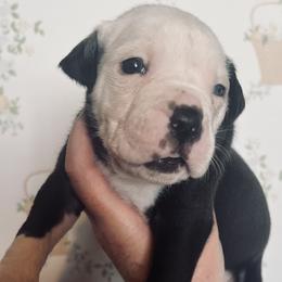 8 - female Alapaha Blue Blood Bulldog puppy in Grafton, Ohio from Eclipse Alapaha Kennels