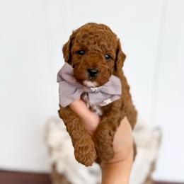 Scotch - gray collar boy - Red male Cavapoo puppy in Melbourne, Florida from Space Coast Doodle Co.