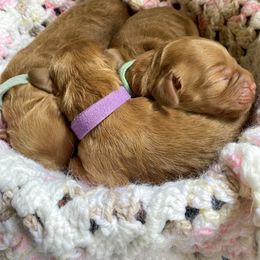 Australian Labradoodle Puppies from Pinnacle Labradoodles