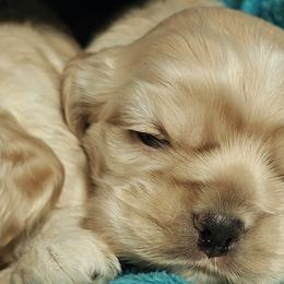 Cocker Spaniels from April Stich