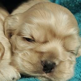 Cocker Spaniels from April Stich