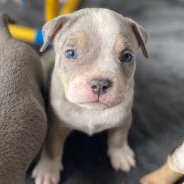 Valor - Lilac tri-color male American Bully puppy in Purdy, Missouri from Shotgun Pups