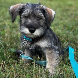 Benito - Salt and pepper male Miniature Schnauzer puppy in College Park, Maryland from Canteranos pups