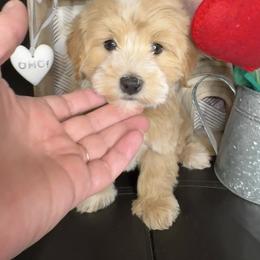 Harpo - Apricot male Maltipoo puppy in West Jordan, Utah from Mid Sized Maltipoos and More LLC