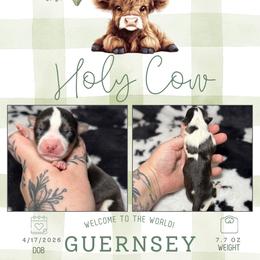 Guernsey - Blue merle and white female American Corgi puppy in Greenwood, Indiana from Witch Creek Corgis