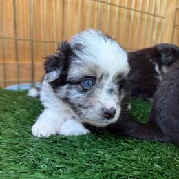 Spark - Blue merle female Toy Australian Shepherd puppy in Quincy, Michigan from Ivy Meadows and Friends