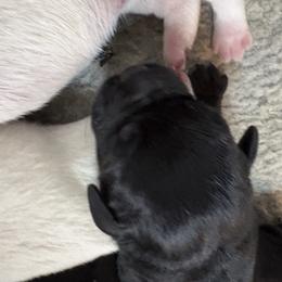 Boy 5 - Black male Labrador Retriever puppy in Turner, Maine from Bear Pond Retrievers
